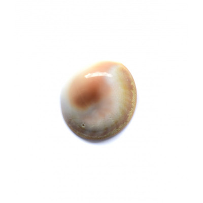 Sea Shell 2