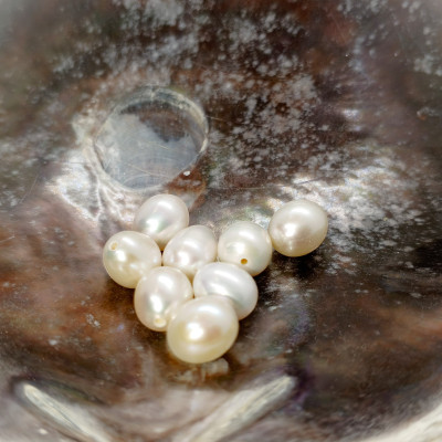 Perla sladkovodní přírodní bílá kapka 7 -7,5mm polovrtaná