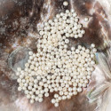 Sladkovodní perla bílá 2,5-3mm polovrtaná